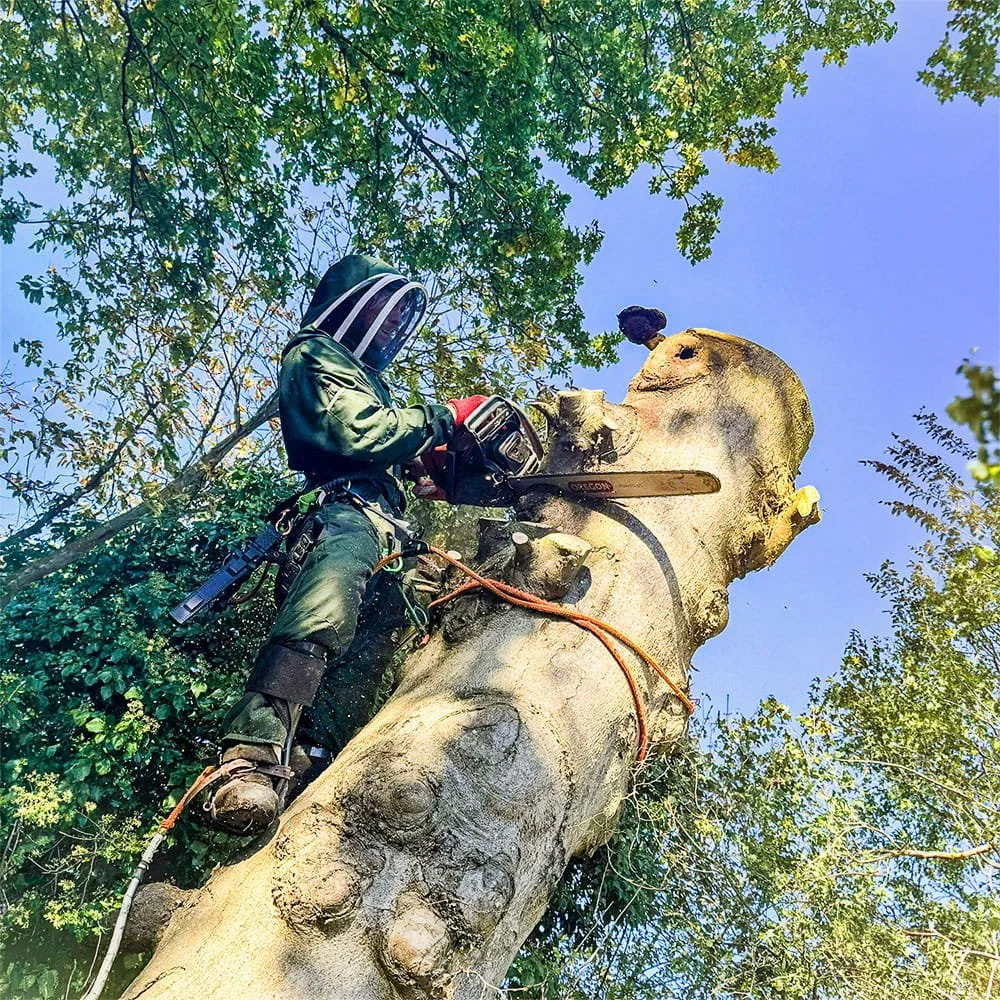 A person wearing safety gear and a helmet is using a chainsaw to cut a large tree trunk outdoors, surrounded by green leaves and a clear blue sky.