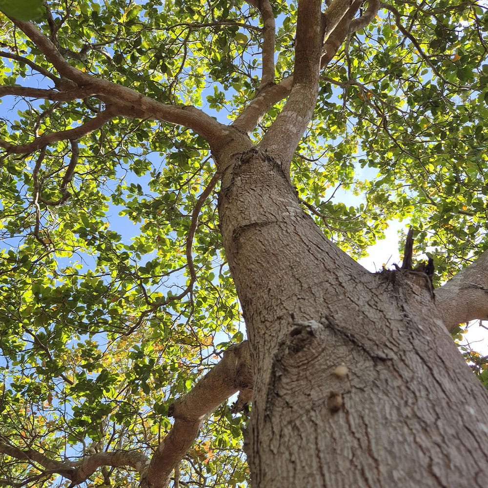 Looking up at a tall tree with green leaves and a clear blue sky in the background.