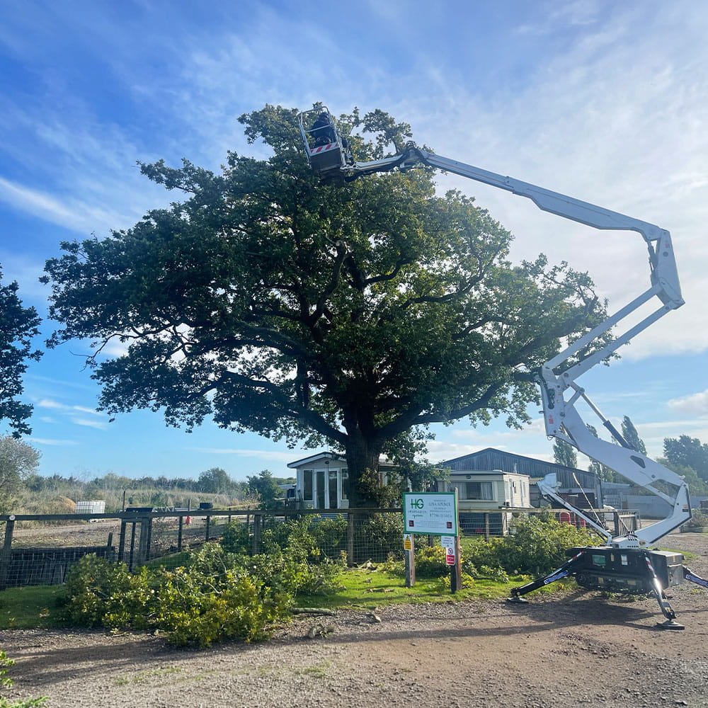 A worker in a cherry picker trimming branches from a large tree in a residential area with blue skies and a few clouds.