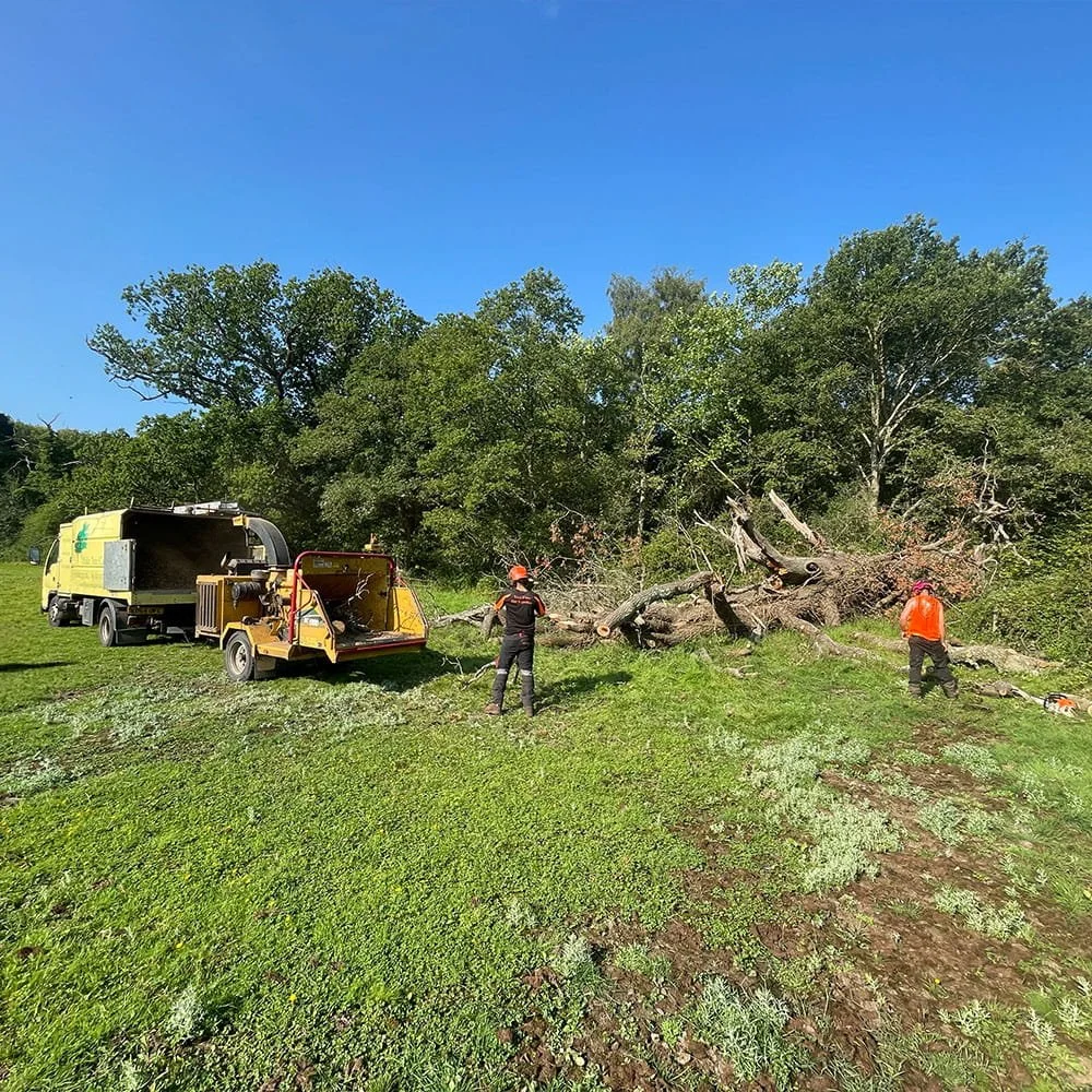 Workers with safety helmets and vests cut down a large fallen tree using machinery in a grassy area with green trees and a clear blue sky in the background.