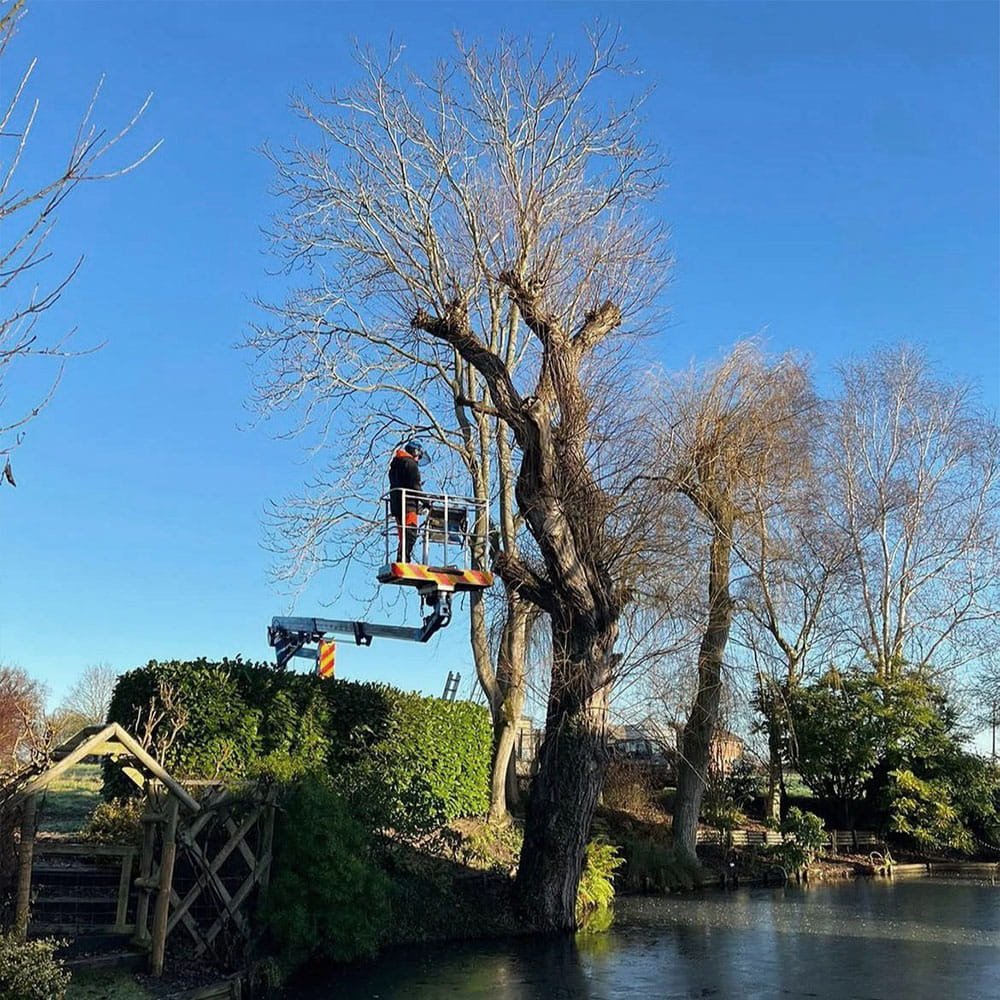 A person wearing a safety helmet operating a cherry picker near a large leafless tree next to a body of water, with other trees and shrubs in a park setting under a clear blue sky.