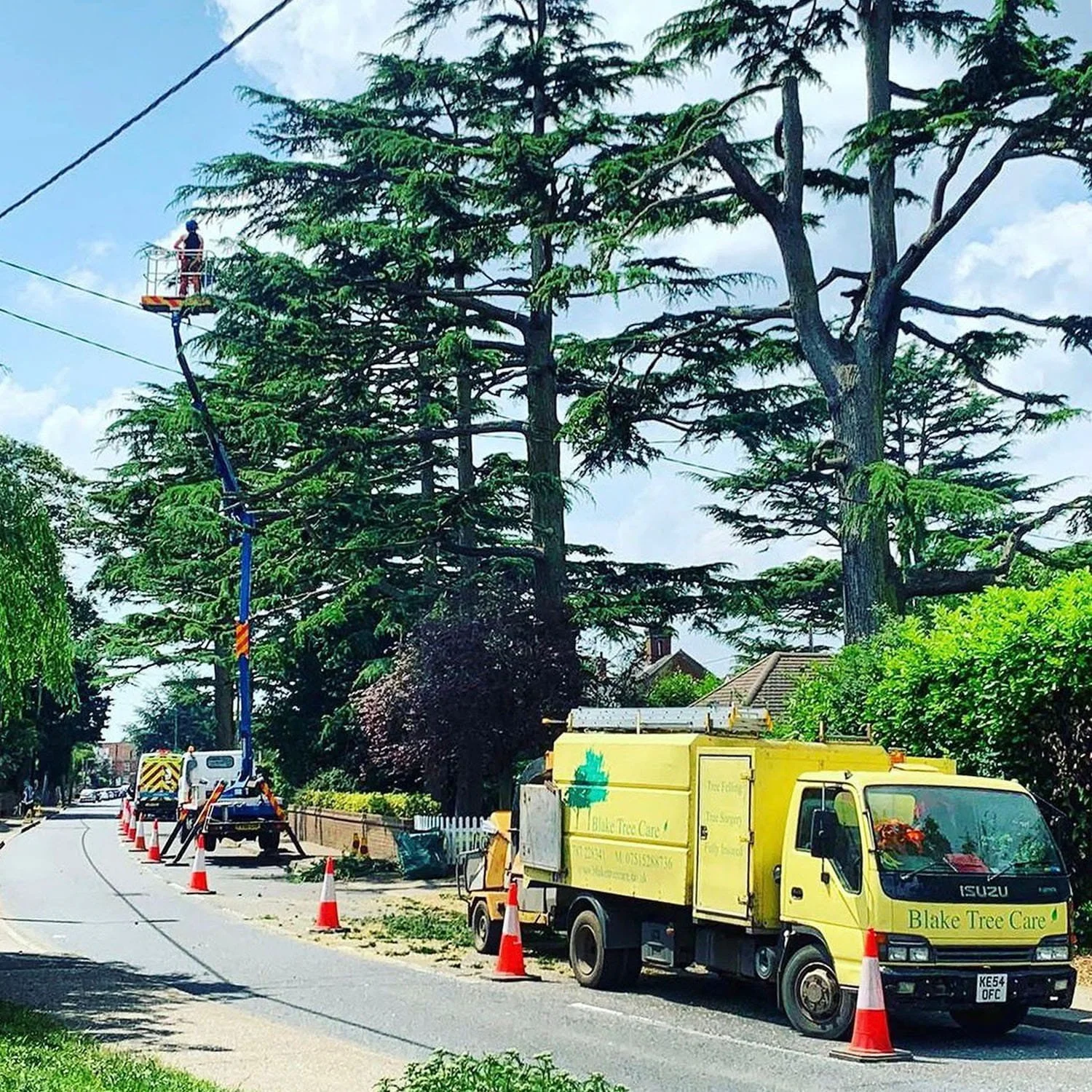 Trees being trimmed by workers in a bucket lift, with trucks and cones on the road