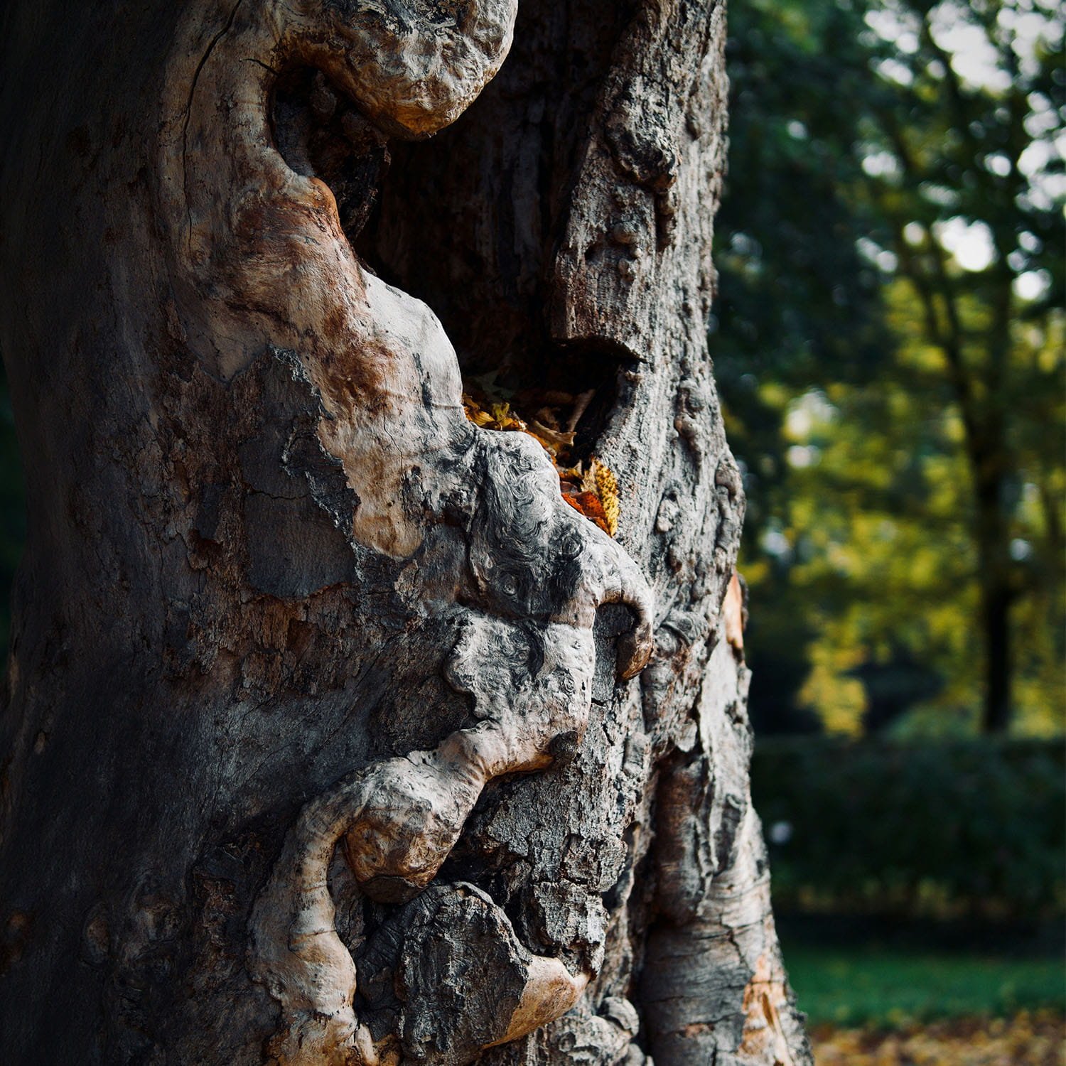 Close-up of a tree trunk with textured bark, showing a carved face in the wood, with a background of blurred greenery and sunlight filtering through the trees.