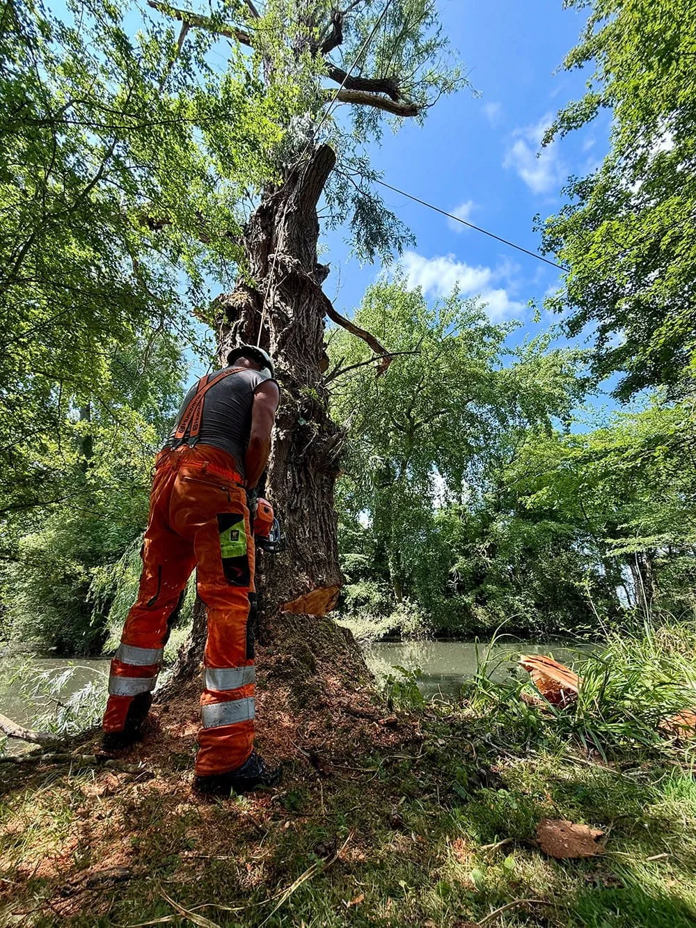 A worker wearing bright orange safety pants and a black sleeveless shirt is cutting down a large tree by a body of water in a forested area, with a blue sky and green trees in the background.