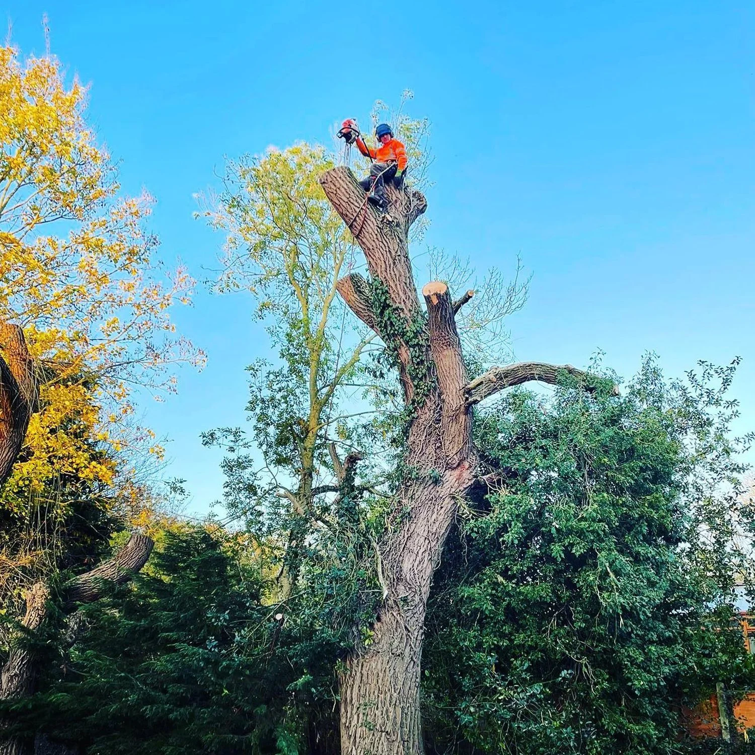 Tree surgeon in safety gear using a chainsaw to trim a large tree trunk with surrounding foliage against a clear blue sky.