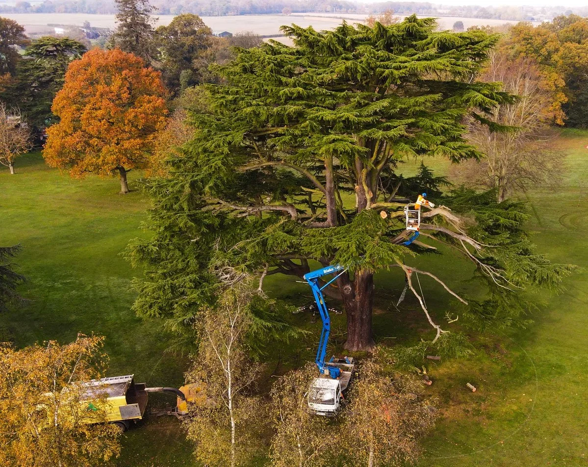 A worker in a cherry picker trimming branches from a large tree in a residential area with blue skies and a few clouds.