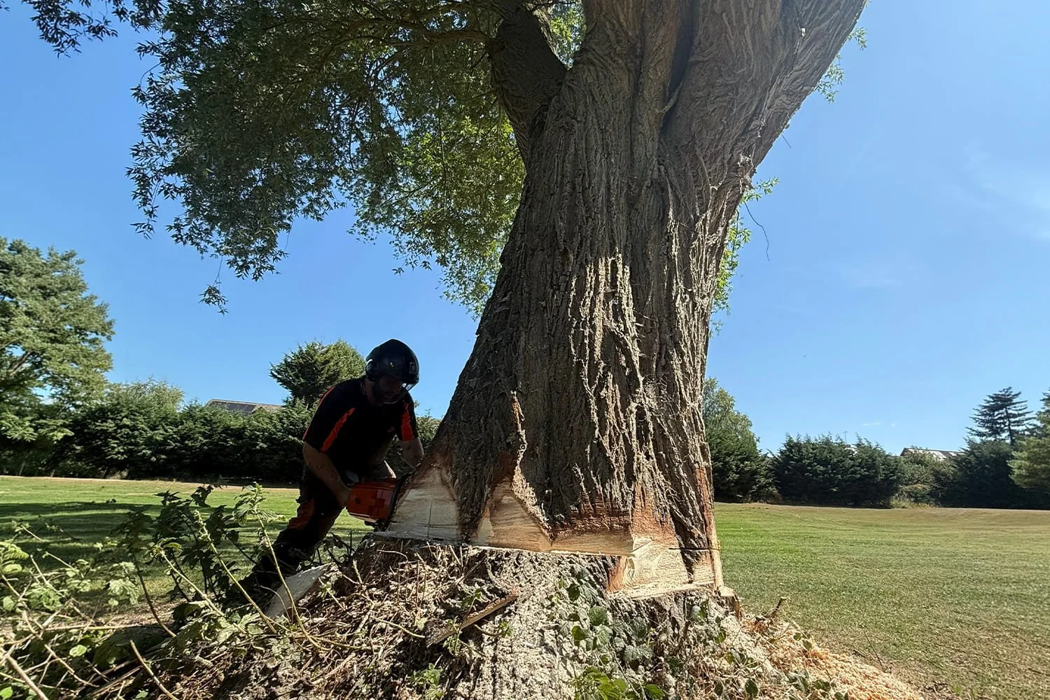 A backhoe loader is removing large tree branches and parts of a tree and clearing debris in a grassy field.