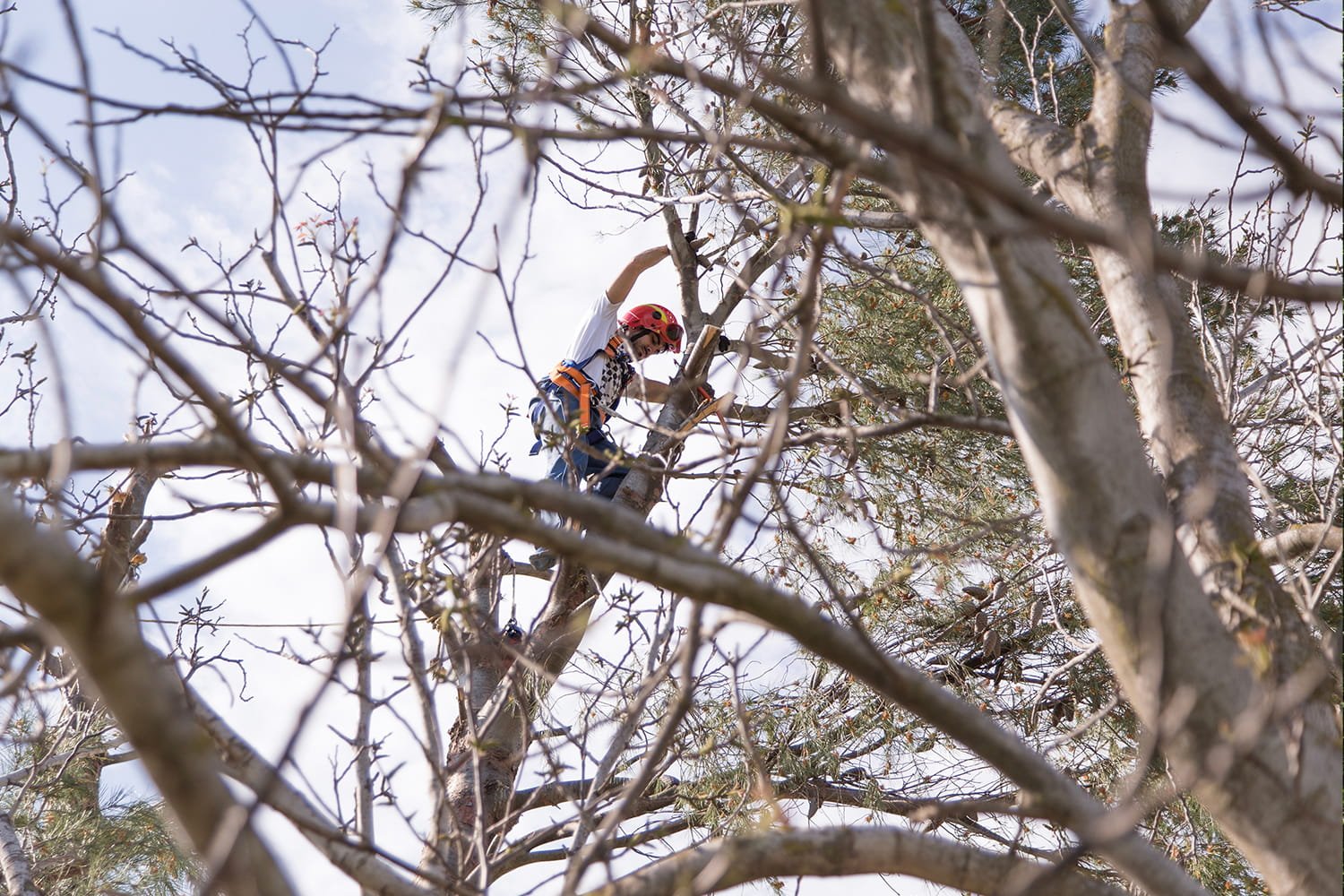 Tree Pruning