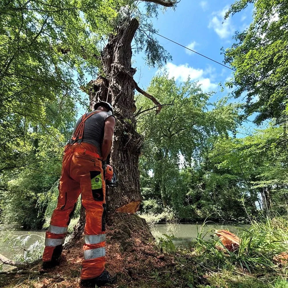 A person wearing safety gear and a helmet is using a chainsaw to cut a large tree trunk outdoors, surrounded by green leaves and a clear blue sky.