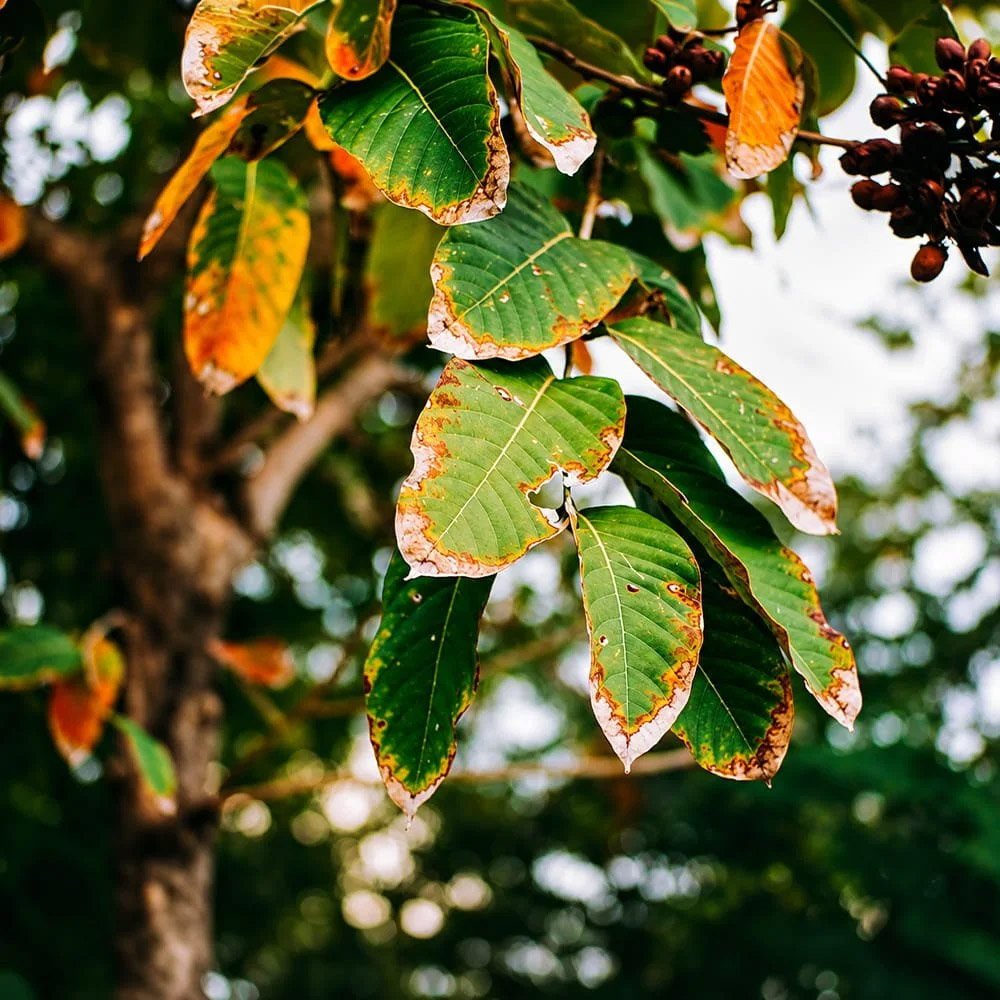 Could Heat Stress Make Your Tree Dangerous This Summer?