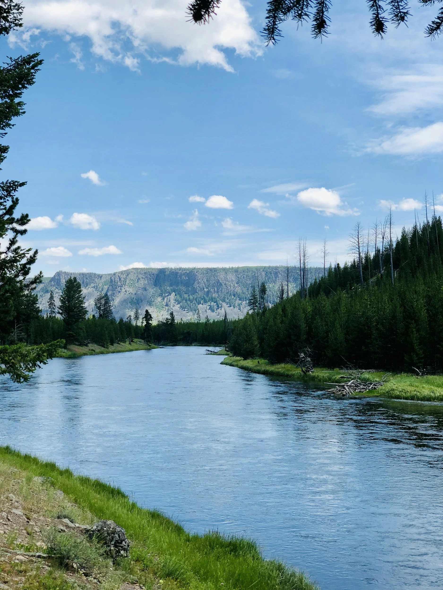 A river flowing through a lush green landscape with pine trees along the bank and mountain ranges in the background under a blue sky with scattered clouds.