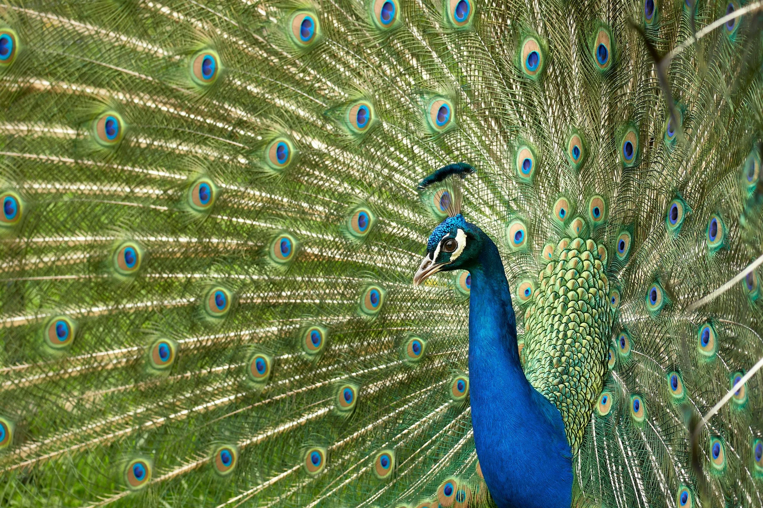A peacock showing its iridescent tail feathers with eye-like patterns, standing on green grass.