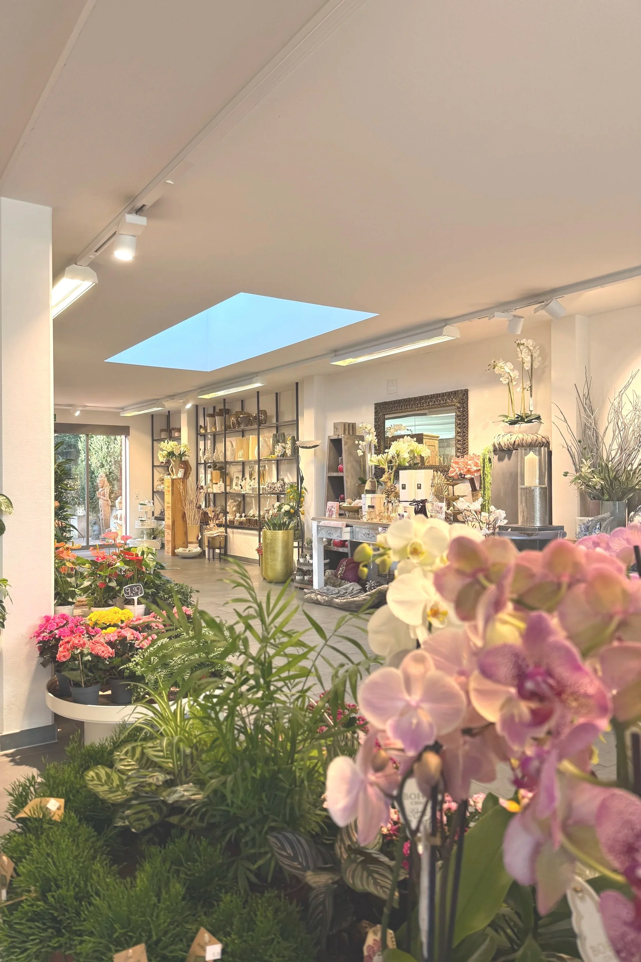 Blumenladen mit Pflanzen und Blumen, einige Orchideen, im Hintergrund Regale mit Dekorartikeln, große Fenster und ein Lichtdach, das natürliche Beleuchtung ermöglicht.