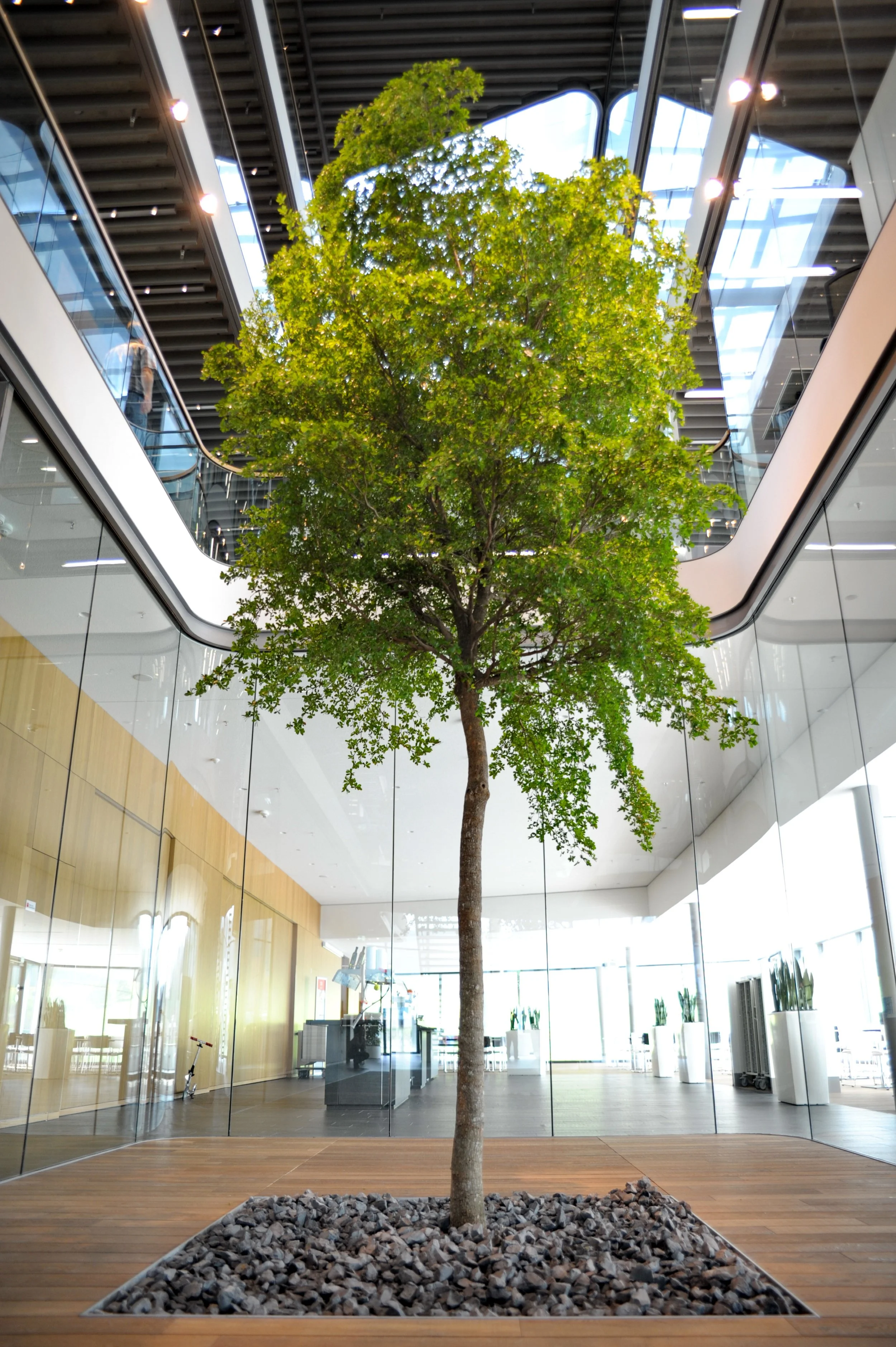 Ein Baum mit grünem Laub in einer modernen, offenen Lobby mit Glaswänden und Holzfußboden.