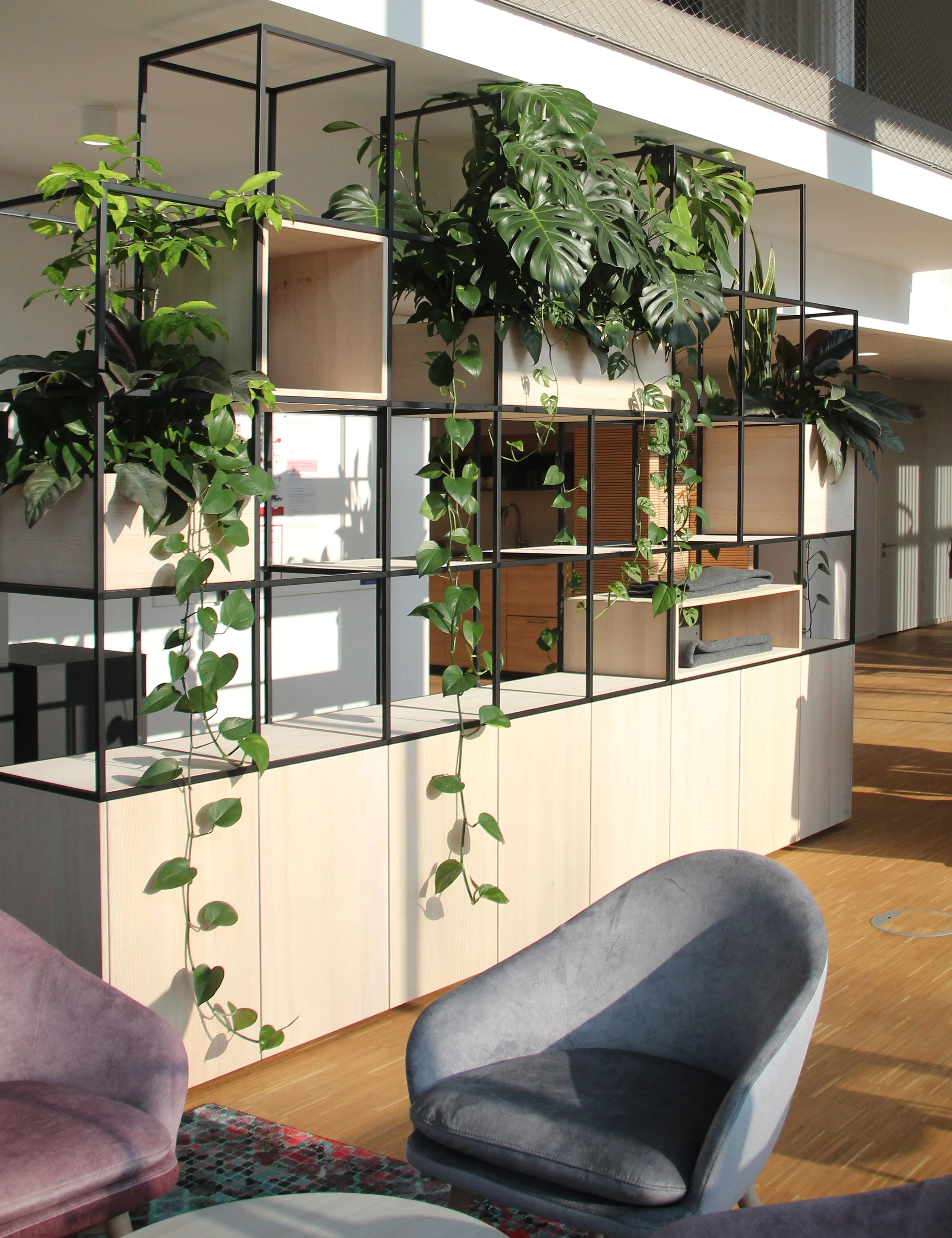Modernes Wohnzimmer mit grünen Zimmerpflanzen, schwarzem metallischem Raumteiler mit Holzelementen, grauem und lila Sessel und Holzfußboden im natürlichen Licht.
