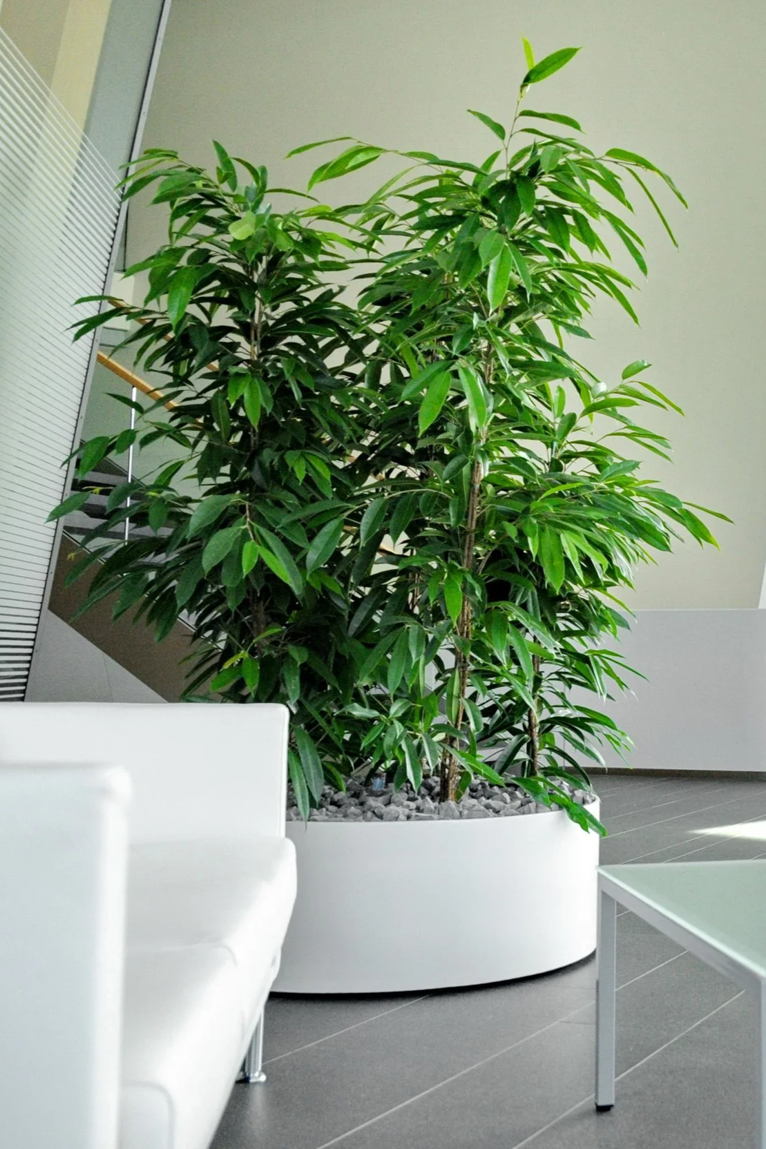 Großer grüner Zimmerpflanzen in einem weißen Topf in einem modernen Wartezimmer oder Büro, mit weißen und grauen Möbeln.