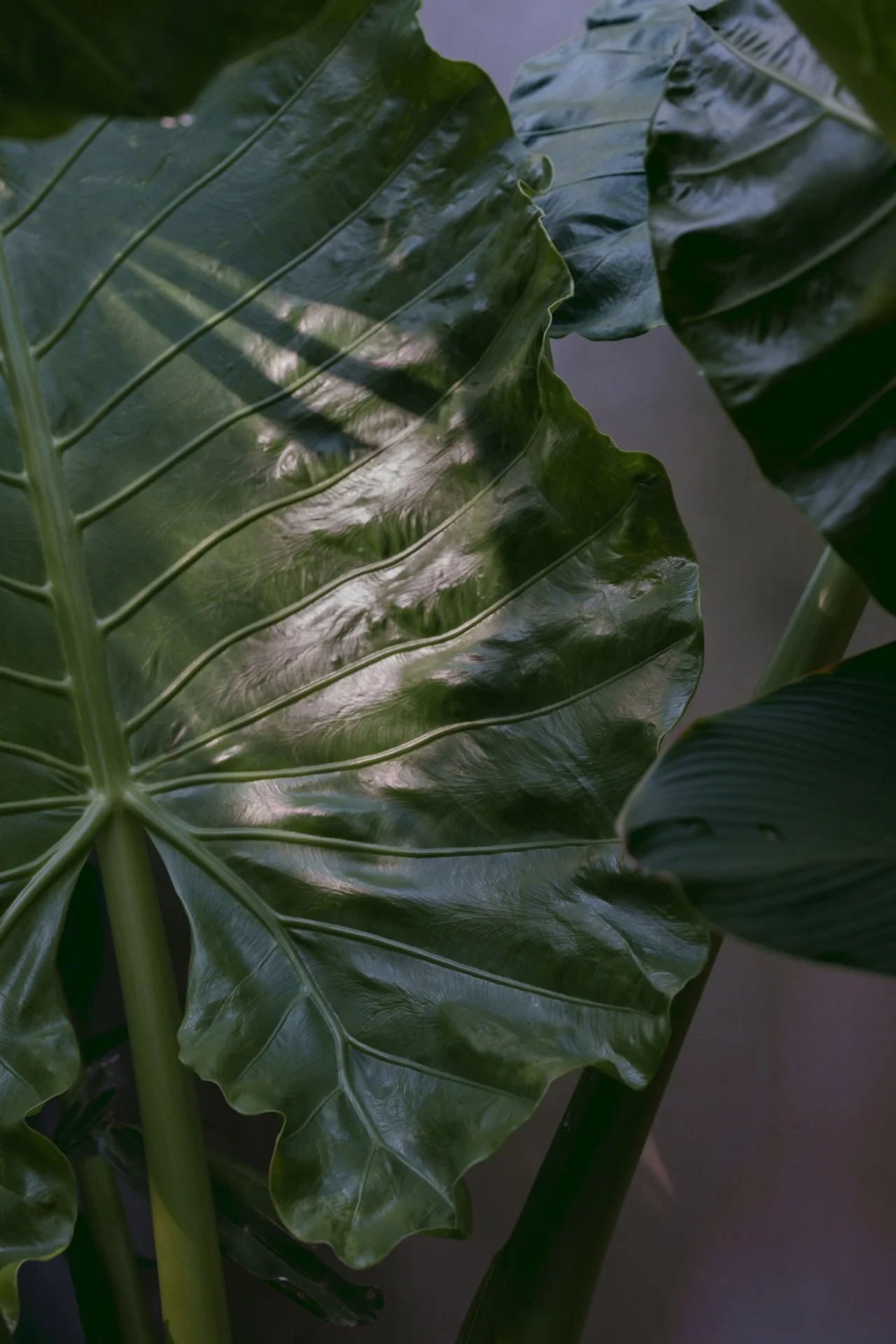Close-up of large, glossy green tropical leaves with prominent veins.