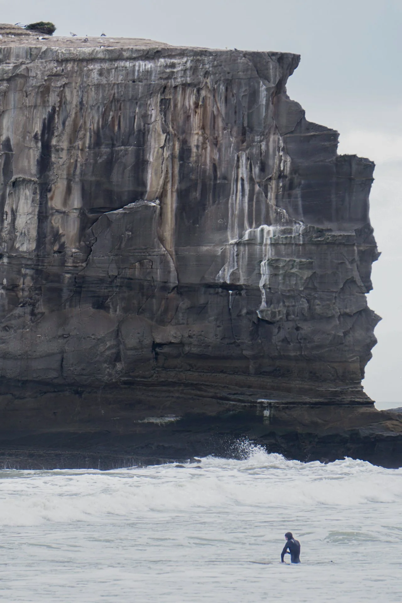 Surfer wading into the ocean beneath towering coastal cliffs and seabirds.