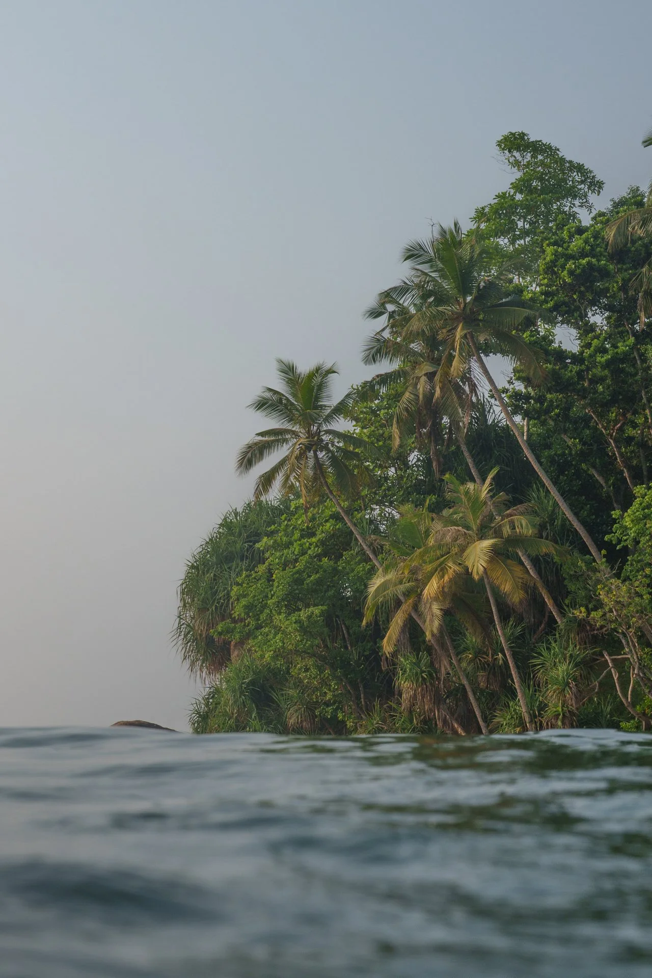 Palm-covered tropical coastline with calm water and forested hills.