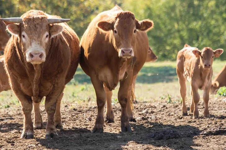 Trois vaches brunes dans un champ en plein air.