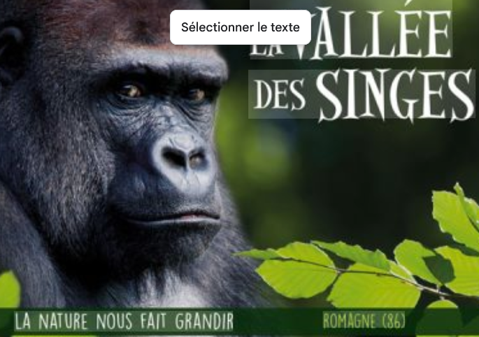 Gorille dans la forêt avec texte en français : "La Vallée des Singes" et "La nature nous fait grandir".