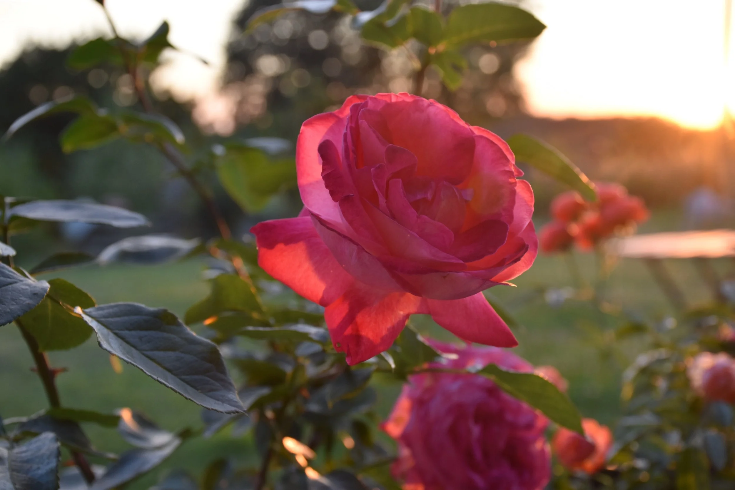 DSC_0423.jpg