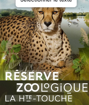 Cheetah au bord d'un lac avec des oiseaux, environnement naturel luxuriant.