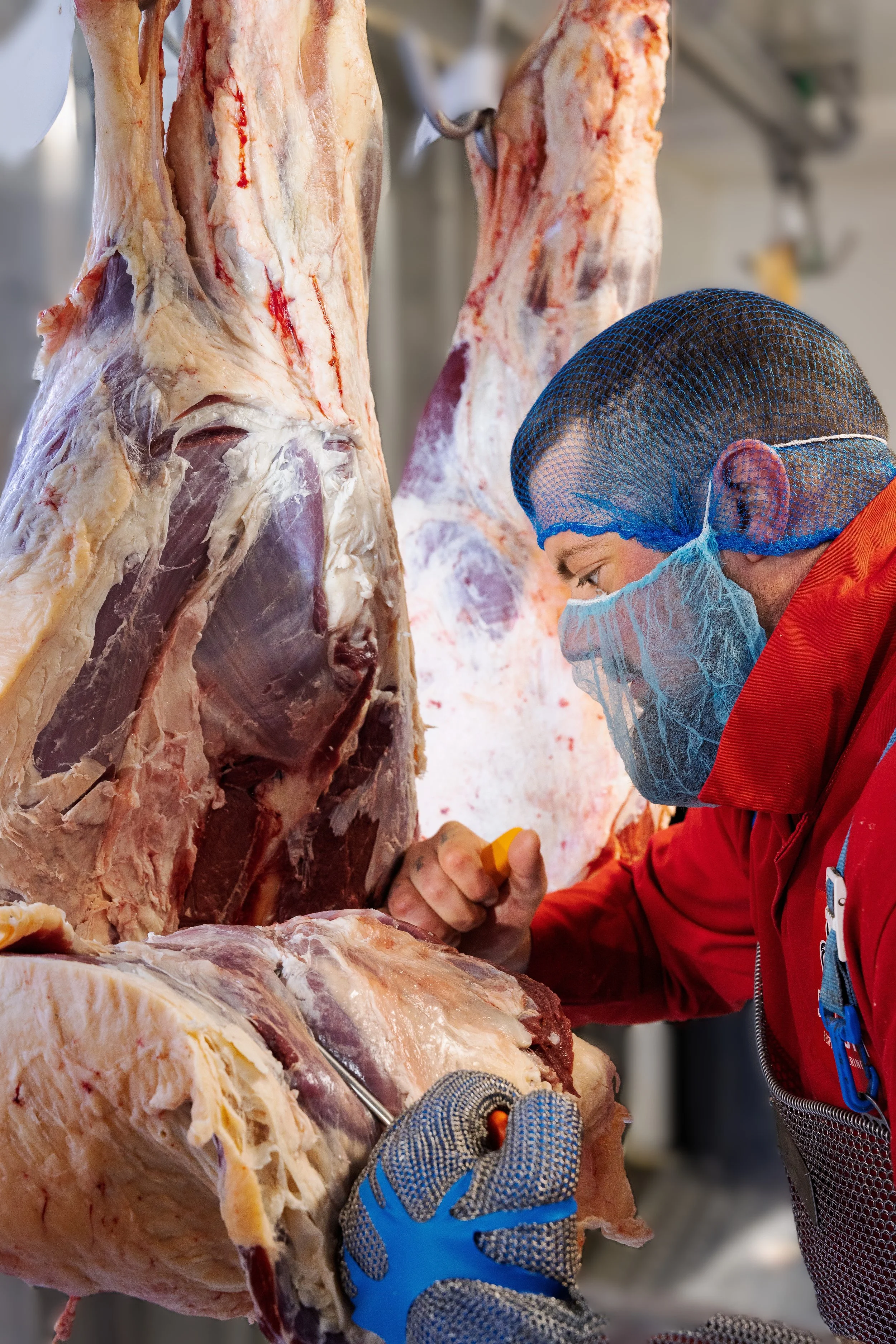 Worker in protective clothing and gloves but no mask examines large hanging carcasses of slaughtered animals in a meat processing facility.