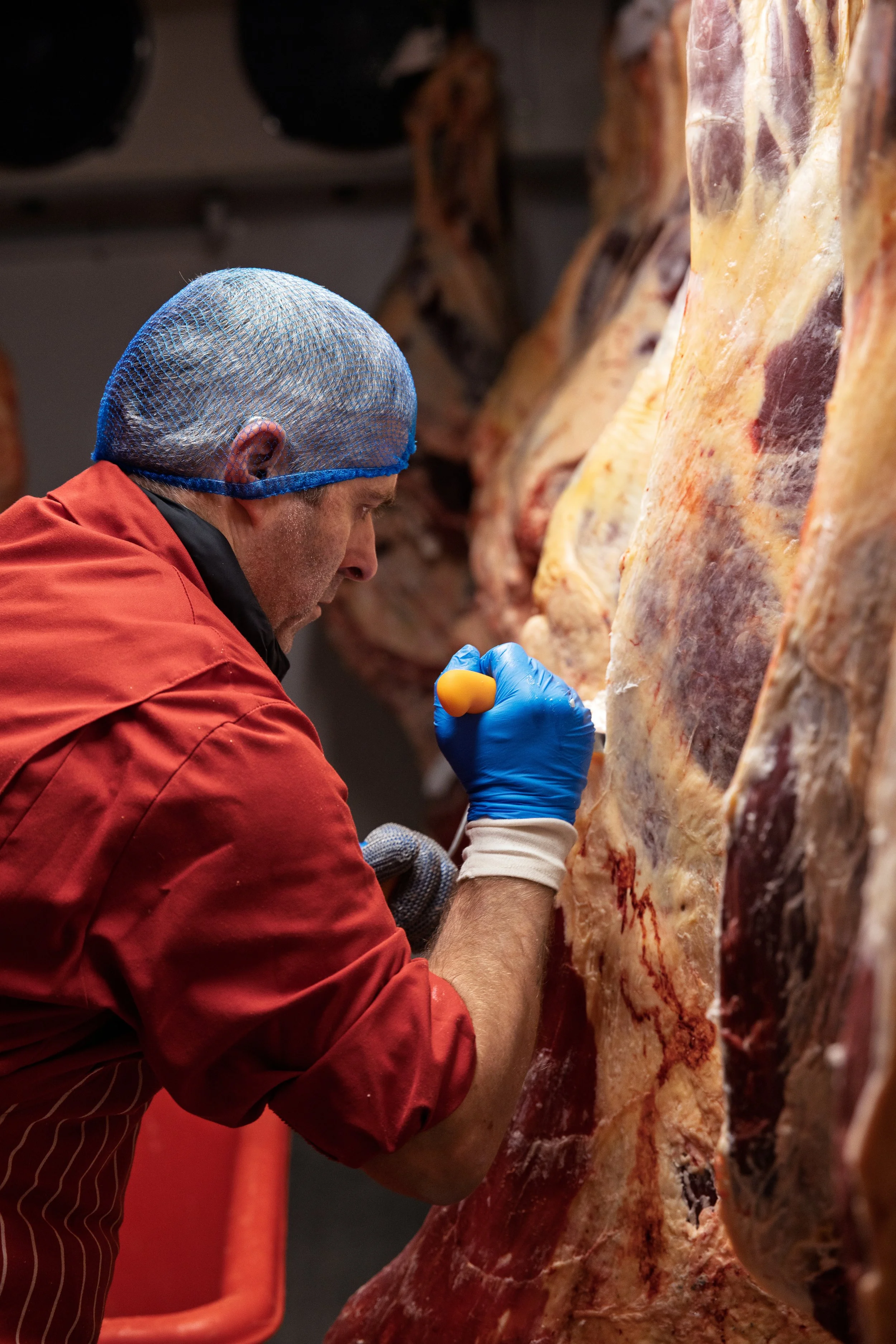 A meatworker wearing a blue hair net and red jacket inspecting a large cut of meat hanging in a meat processing facility.