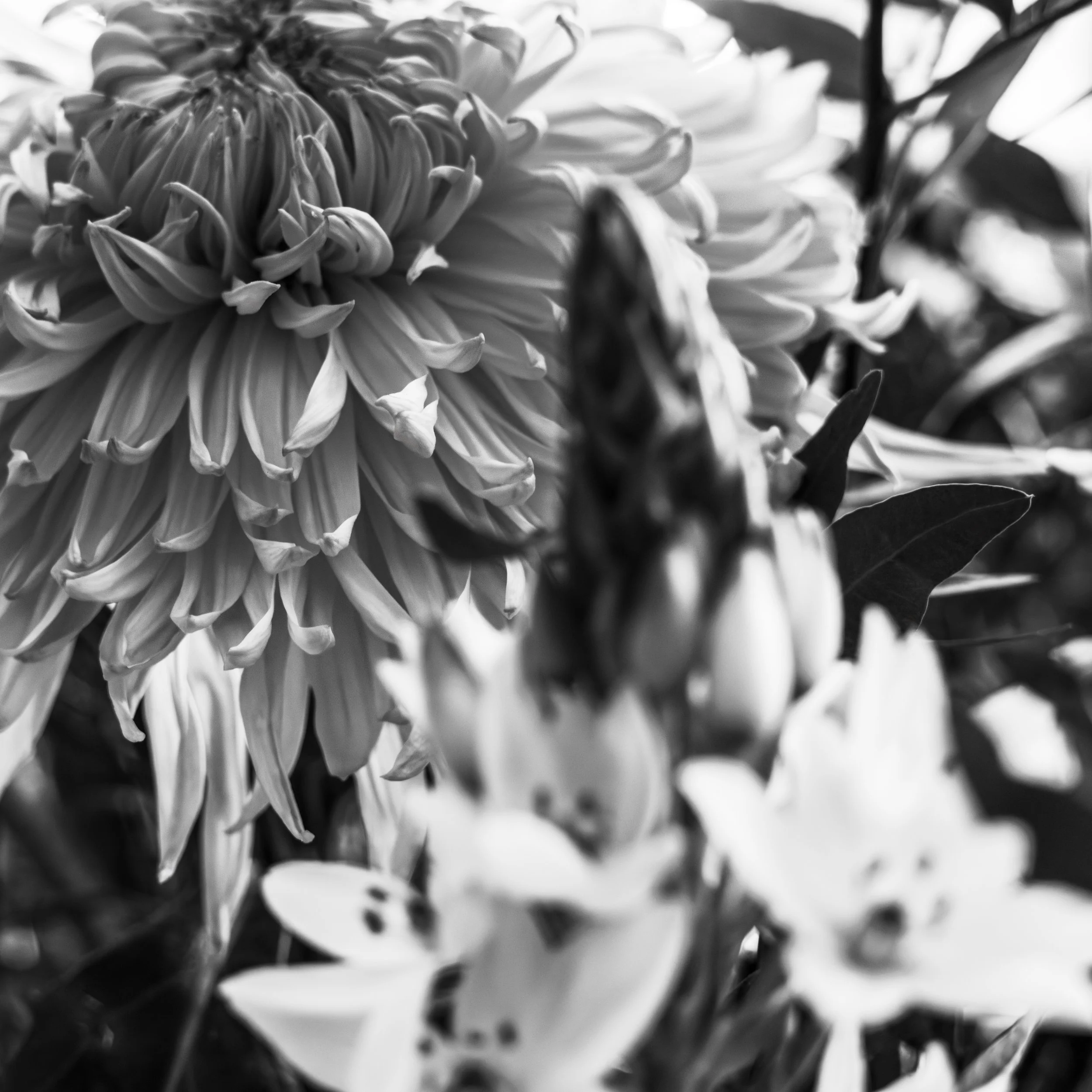 S1010626-Edit.jpg