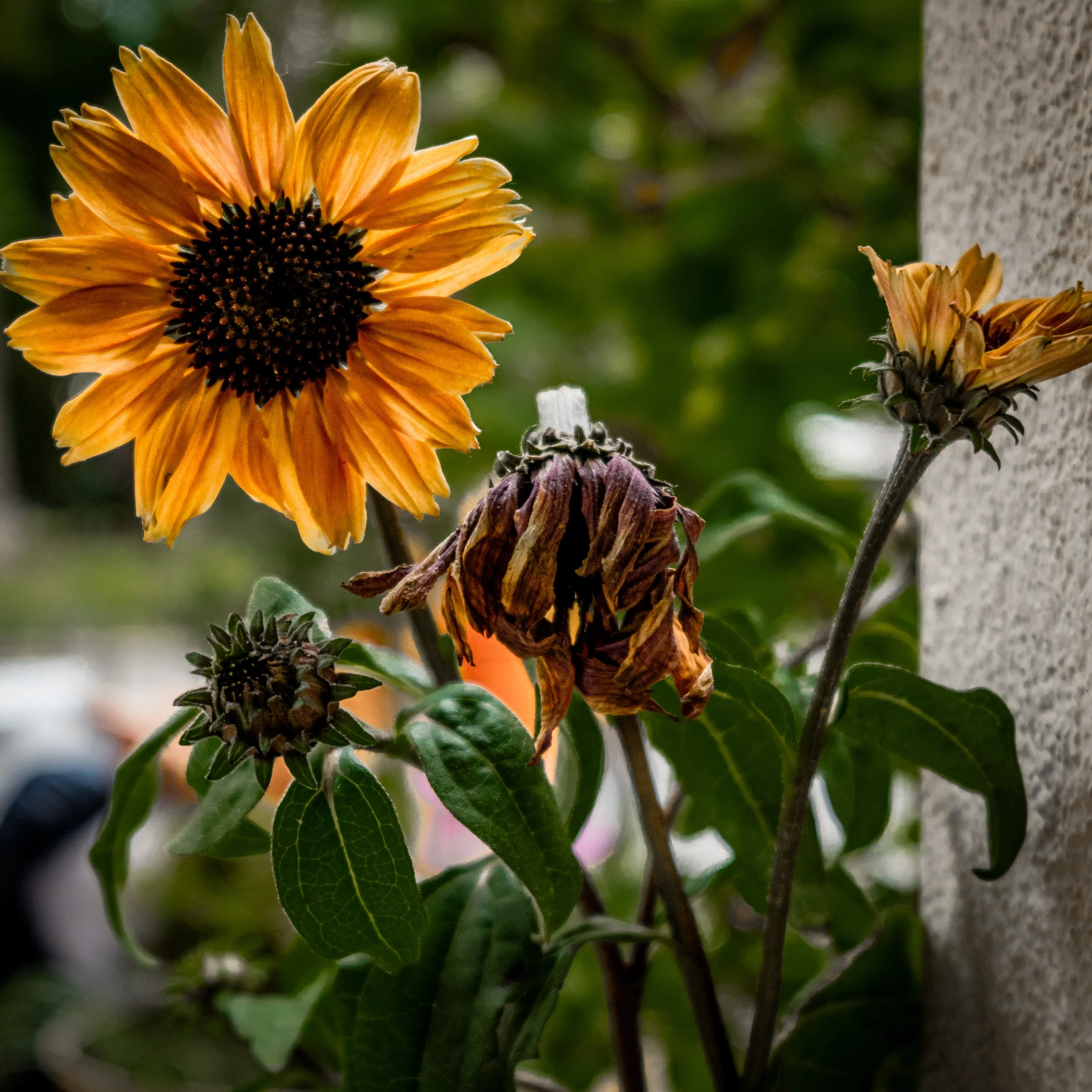 S1010971.jpg