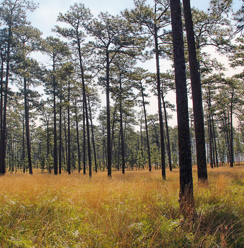 Tall Timbers