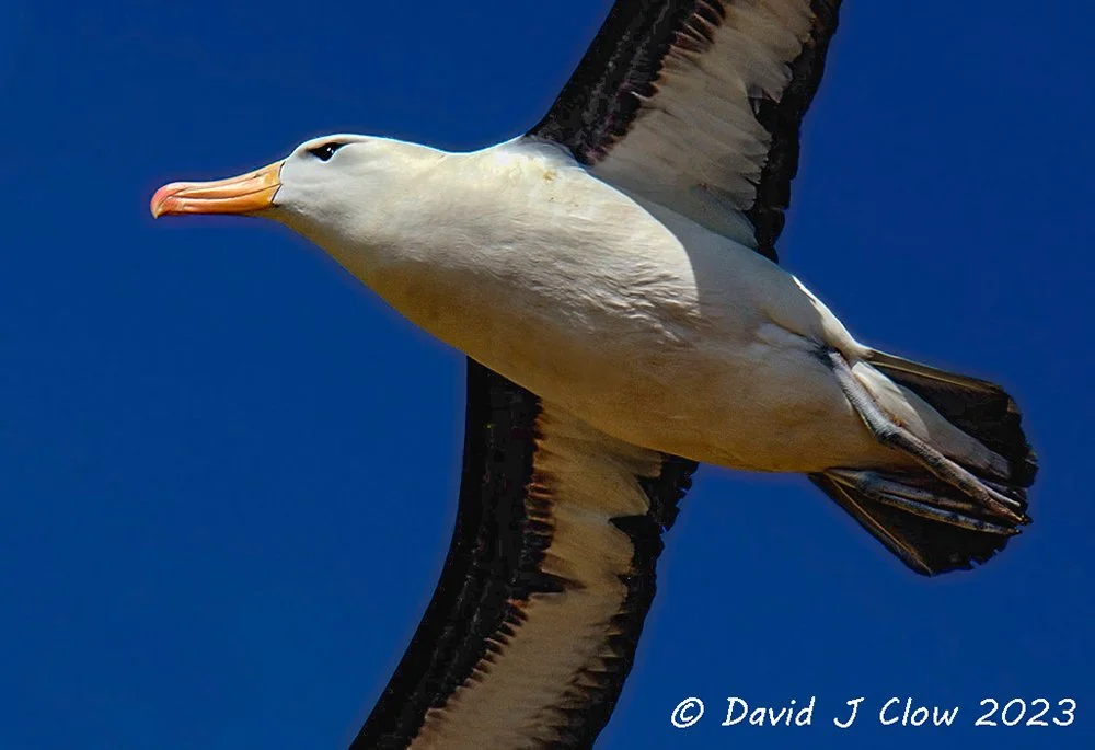 ts-dave clow - blackbrowed albatross copy.jpg