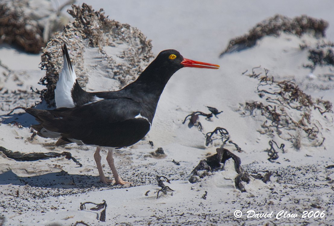 Magellanic Oystercatcher [Haematopus leucopodus], Falkland Islands