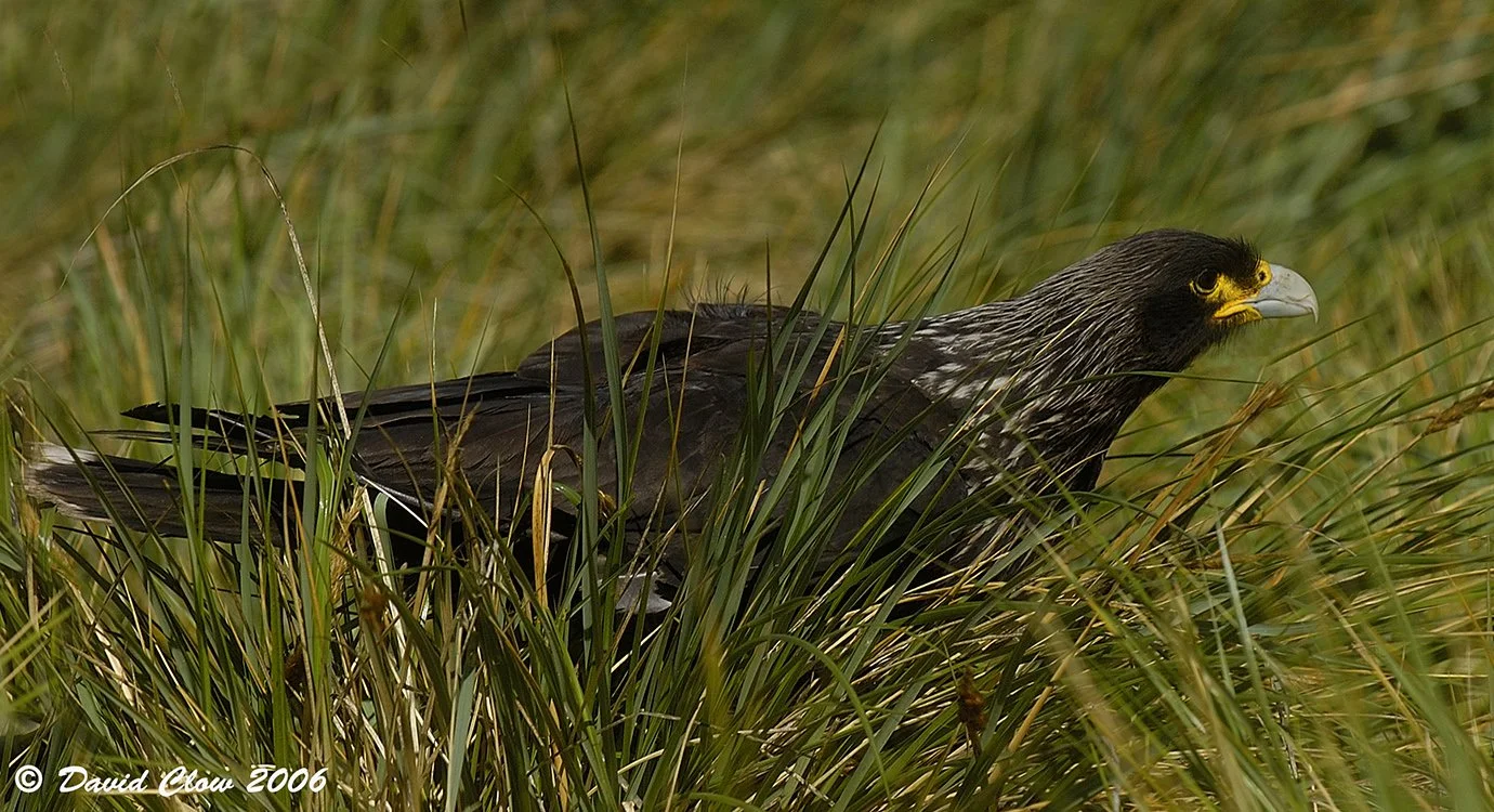 Striated Caracara [Phalcoboenus australis], Falkland Islands