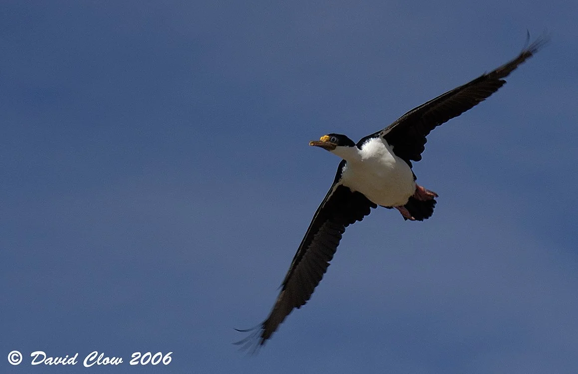 Imperial Cormorant [Phalocrocorax atriceps], Falkland Islands