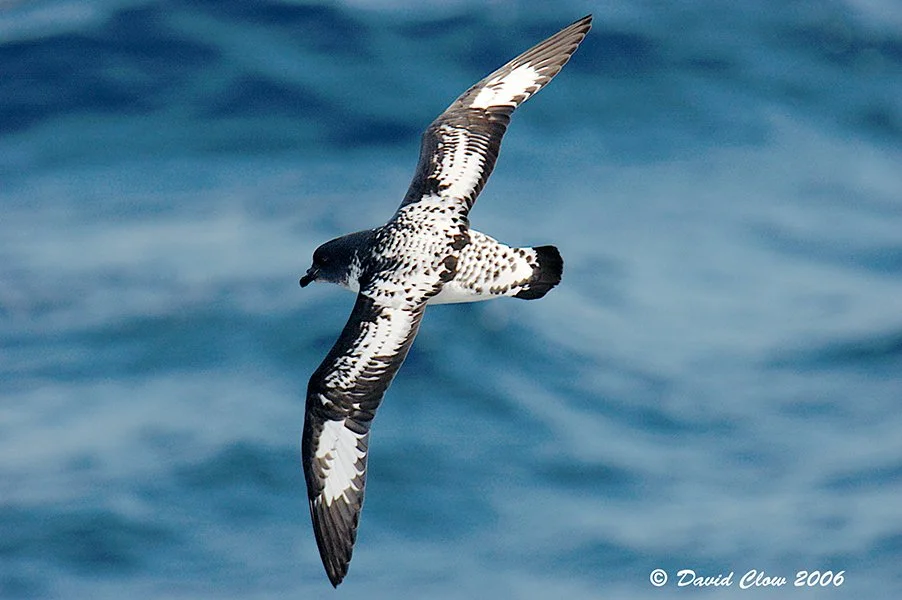 Cape Petrel [Daption capense], South Atlantic Ocean