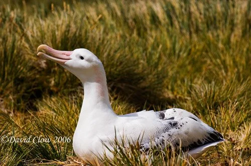 Wandering Albatross [Diomedea exulans]