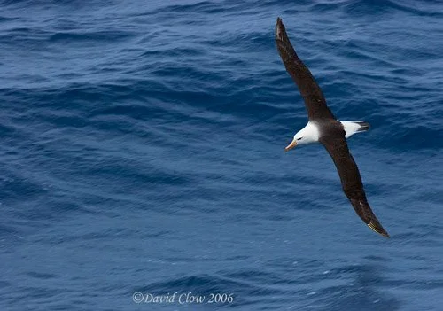 Black-browed Albatross, South Atlantic Ocean