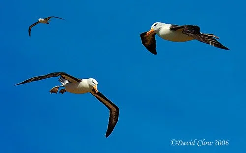 Blackbrowed Albatross composite
