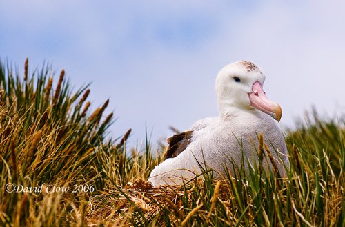 Adult Wandering Albatross on nest, Prion Island