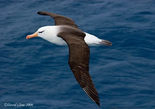 Black-browed Albatross [Thalassarche melanophris]