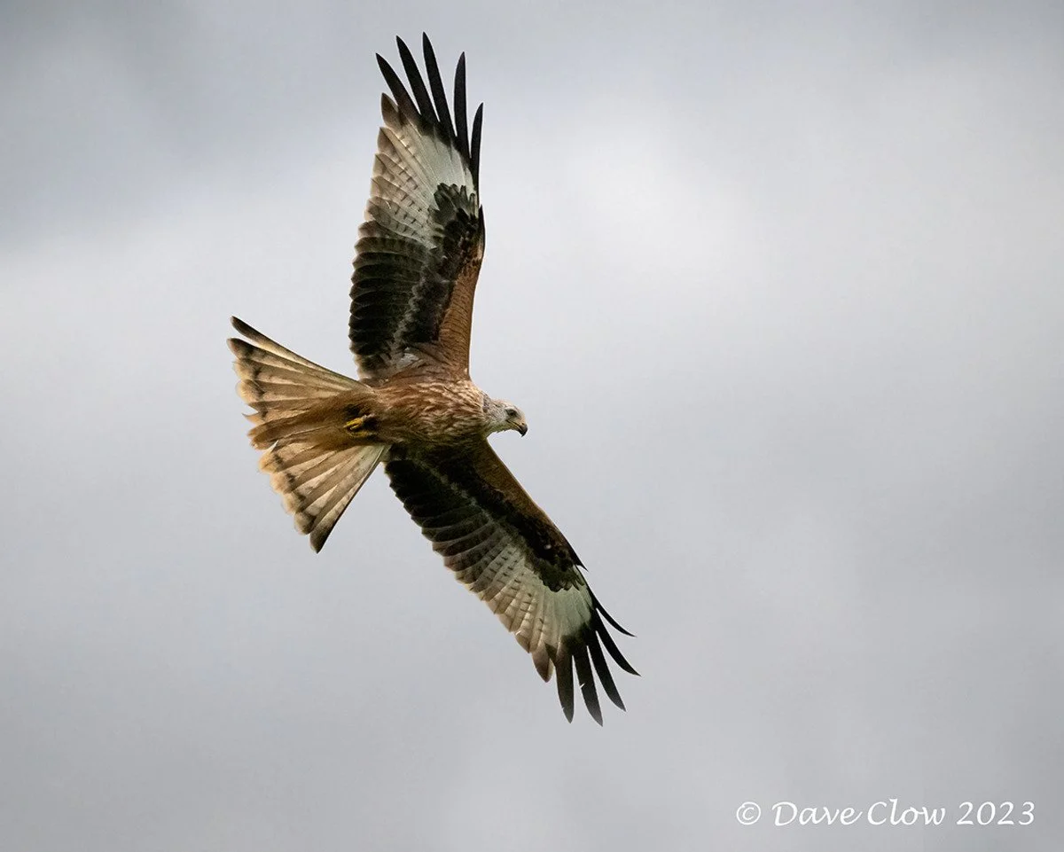 red kite 6.jpg