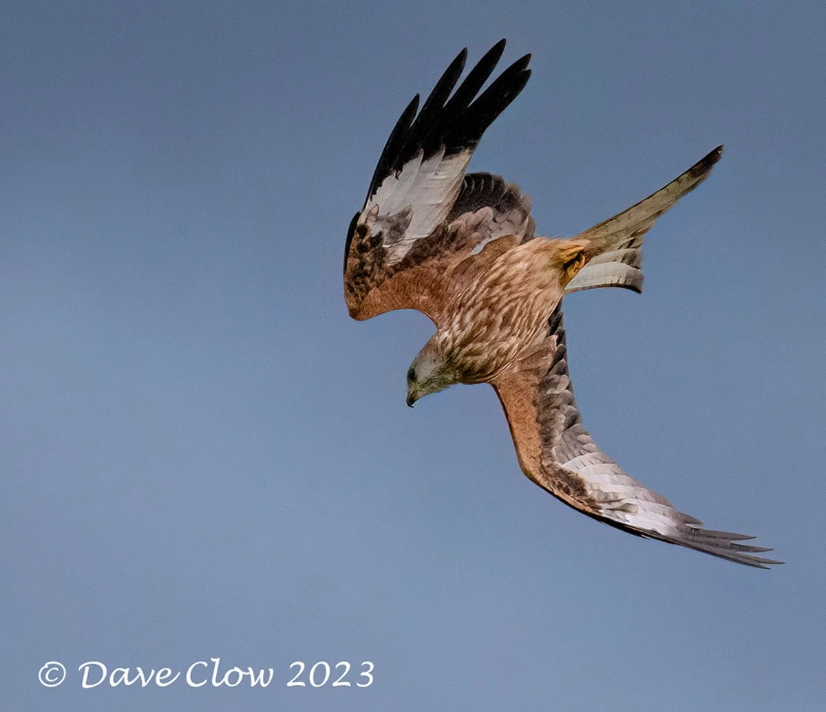red kite 5.jpg
