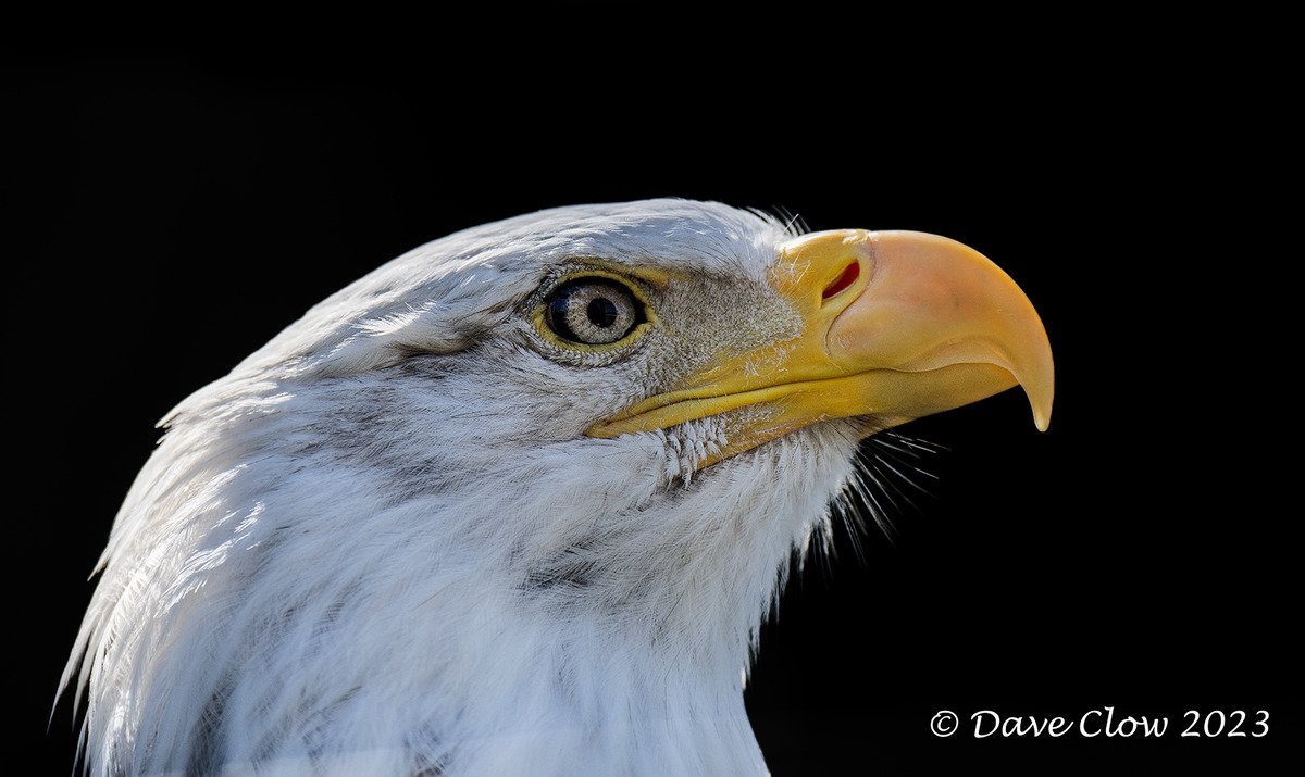 bald eagle 1.jpg