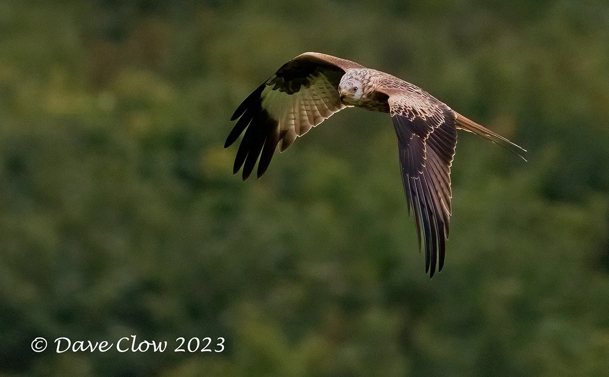 red kite 3.jpg