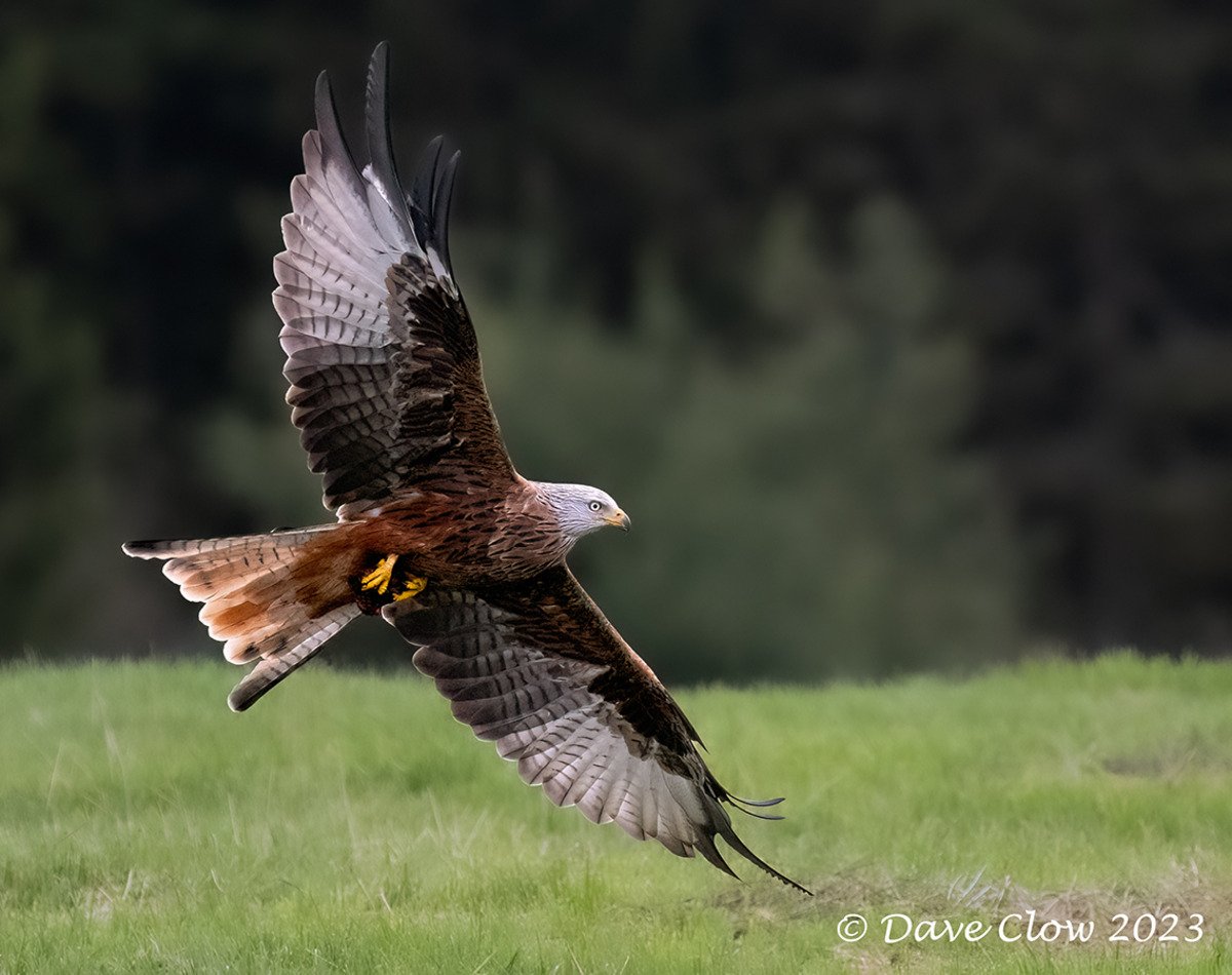 red kite 1.jpg