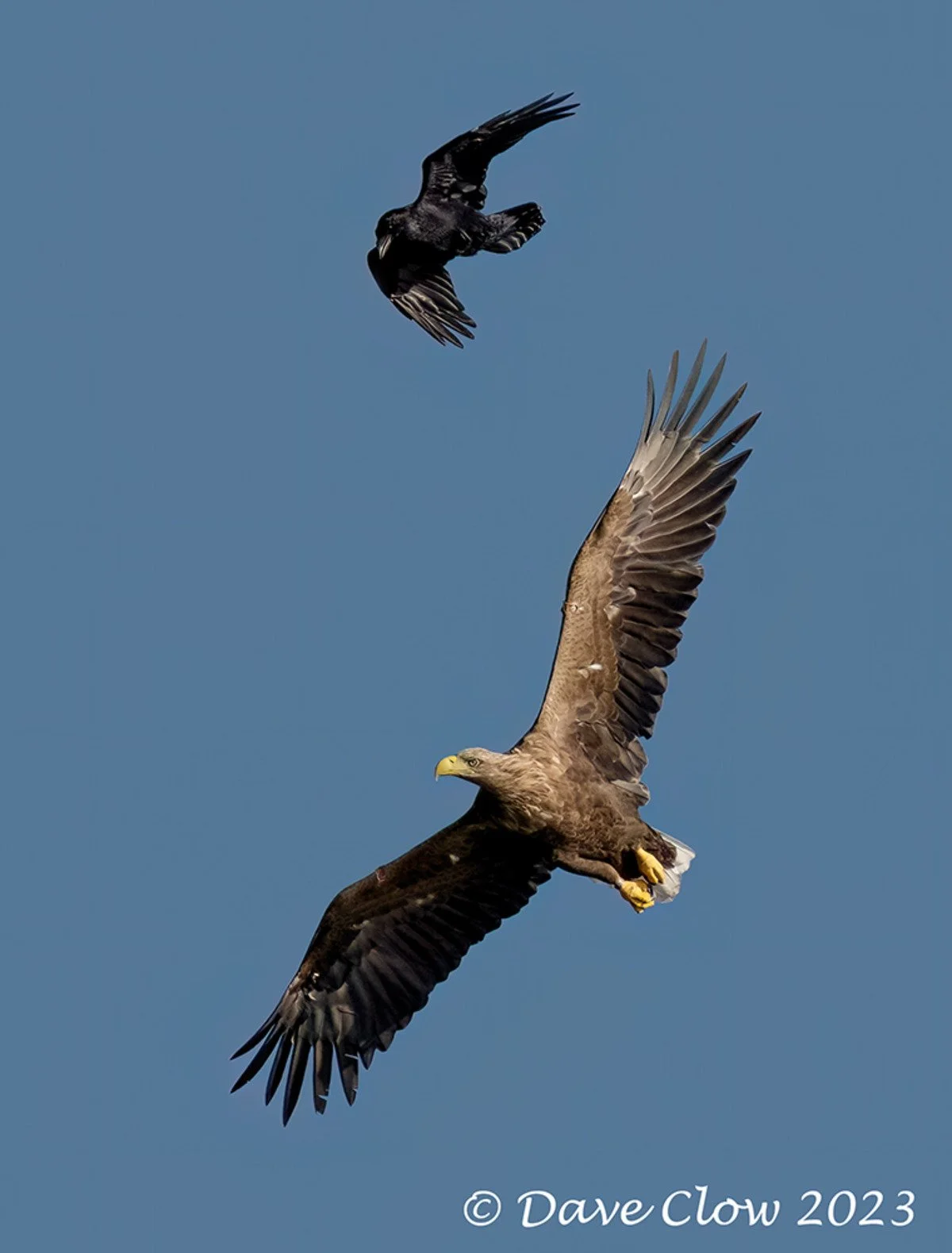 white-tailed sea eagle 6.jpg