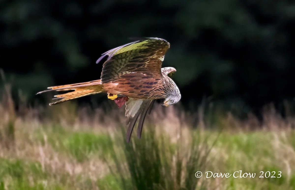 red kite 2.jpg