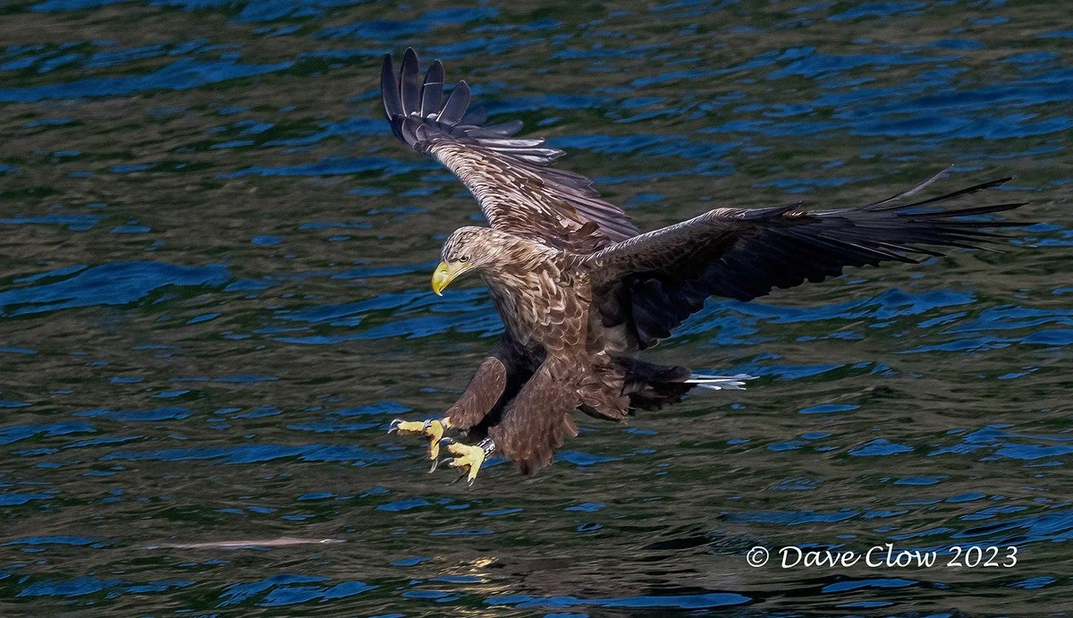 white-tailed sea eagle 5.jpg
